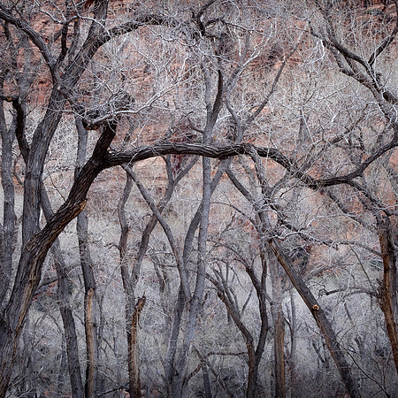 Winter Trees