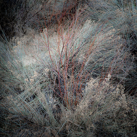 The Red Bush