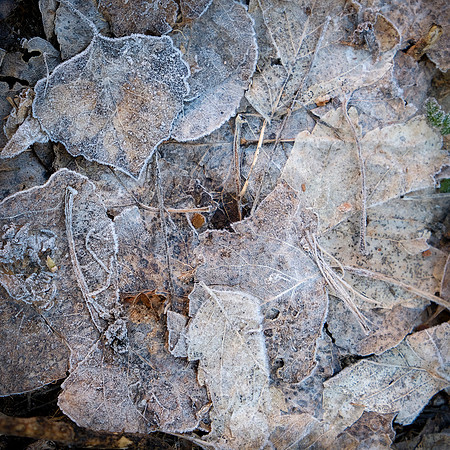 Frozen Leaves