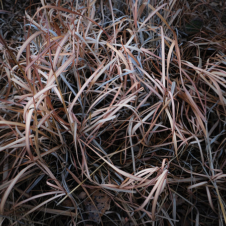 Curling Bush
