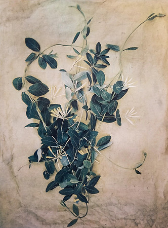 Honeysuckle_Bloomfield_DC