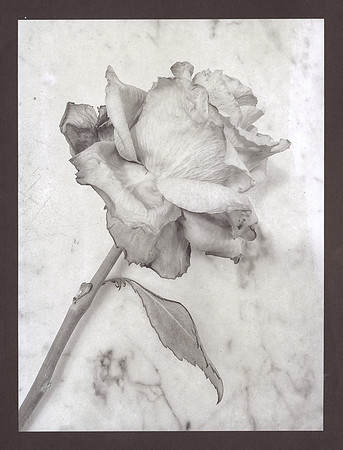 "Rose" by Deb Hellman