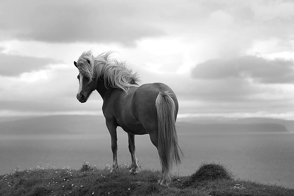 "Icelandic Pony" by Anna Pietrowski
