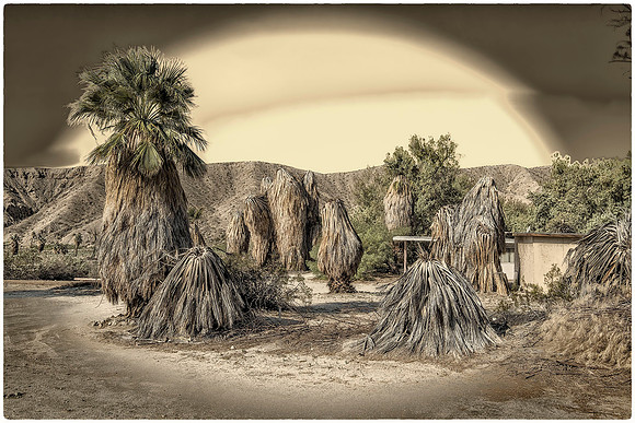 "Visiting Day at the Old Palms Home" 2016