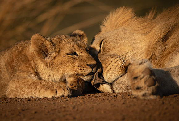 Zimanga19 lion cub-2634