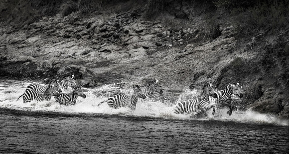 TRAI ANFIELD ZEBRAS CROSSING 30X16-2