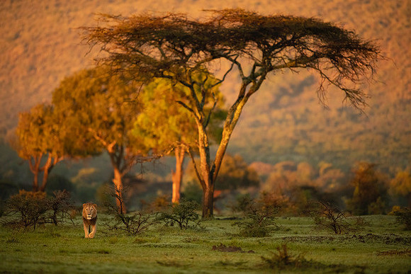 Trai Anfield Lion male golden light wide Mara North Kenya -8967