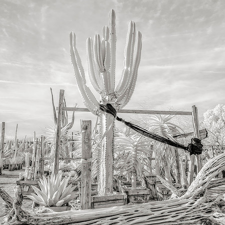 "Albino Cactus in Bondage, Desert Hot Springs CA" 2018