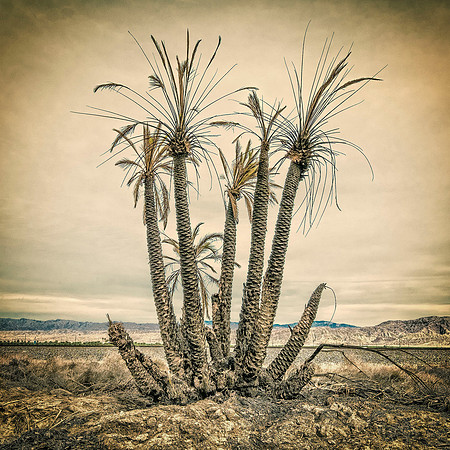 "Burnt Palms Near the Salton Sea" 2015