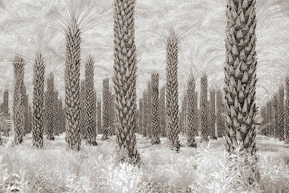 "Palm Grove Near Mecca, CA" 2019