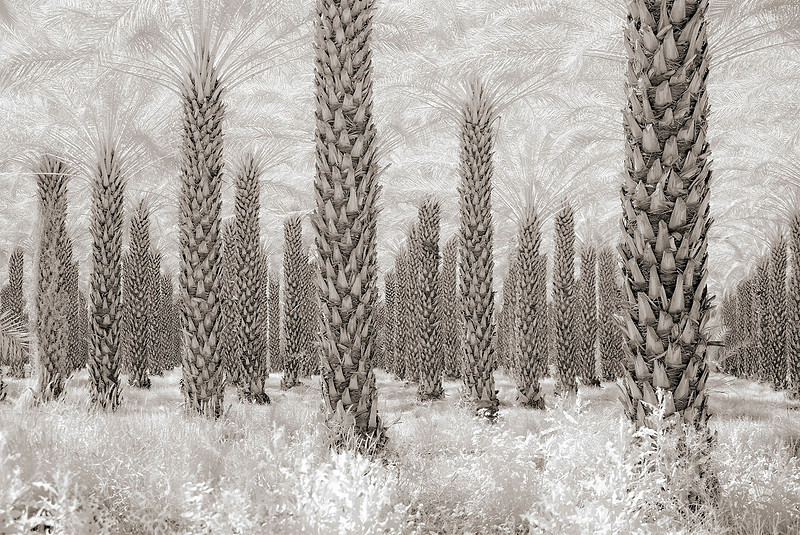 "Palm Grove Near Mecca, CA" 2019
