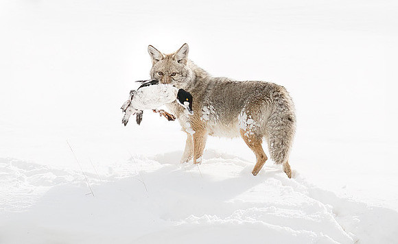 "Coyote With Yellow Eye"