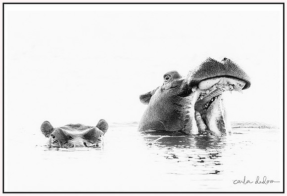 "Hippo High Key"