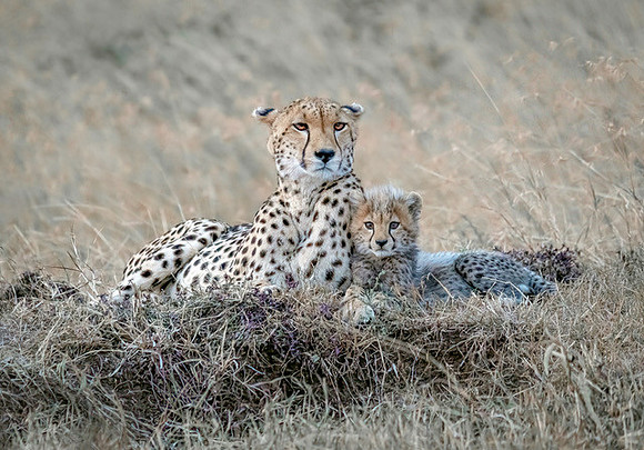 "Cheetah and Cub"