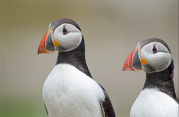 "Puffins x 2"