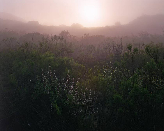 "Morning Fog" Mission Trails, San Diego