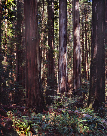 "Humbolt Redwoods"