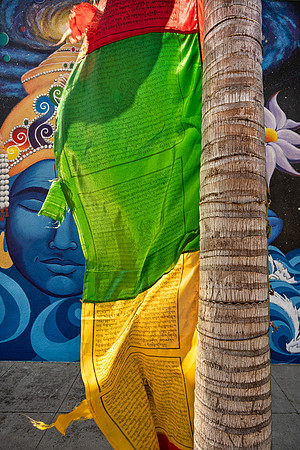 Dar Cho On Palm