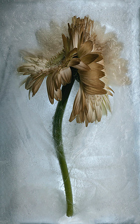 Frozen Flower 2 - Double Gerbera Daisy