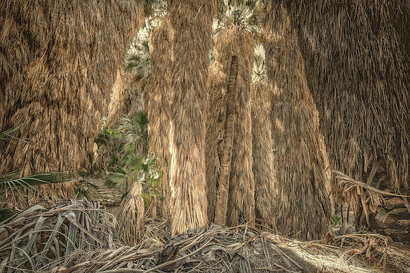 "Walkway, Coachella Valley Palm Oasis" 2015
