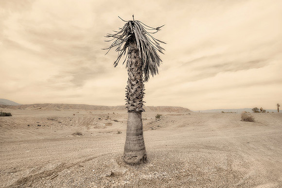 "Lonely Palm, Near Borrego Springs, CA" 2016