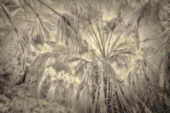 "Overhead Palms, Coachella Valley Palm Oasis" 2017
