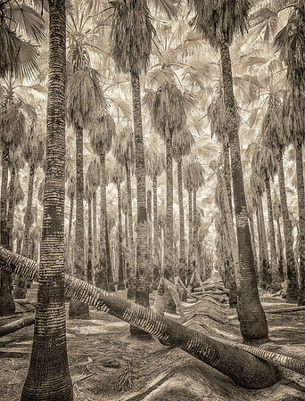 "Damaged Date Palm Grove" 2018