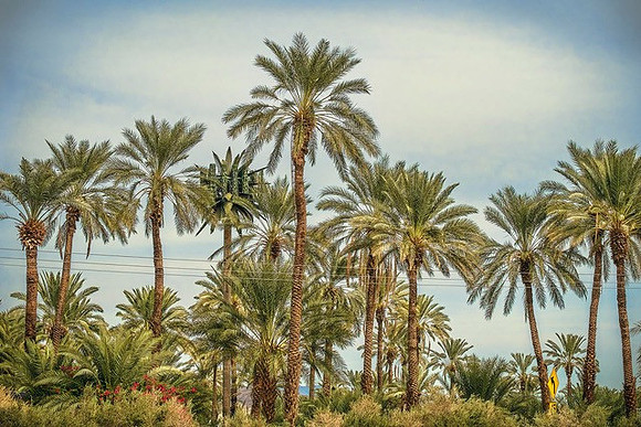 "NSA Forest, Indio, CA" 2015