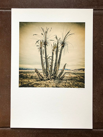 Bin Print: "Burnt Palms Near the Salton Sea"