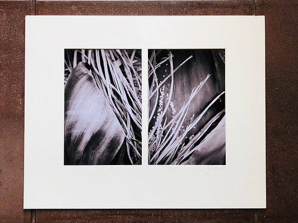 "Palm Fronds" San Marcos, CA