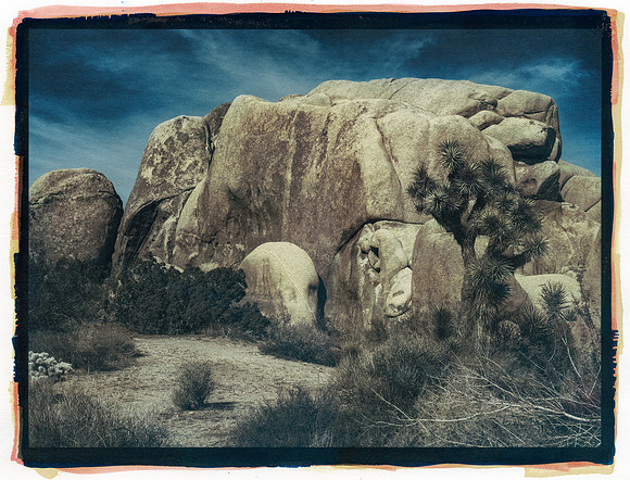 "Joshua Tree"