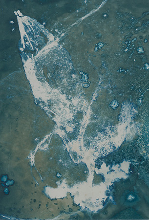 "Seaweed no.5"