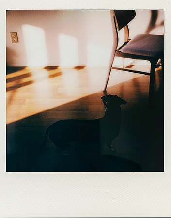 Amy Caterina "Quarantine Polaroids #4"