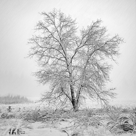 "Snowstorm Oak"