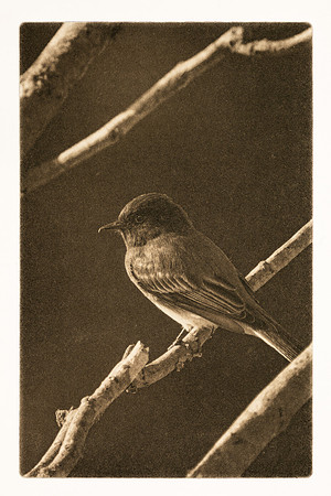 Tapas: "Black Phoebe"
