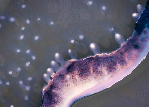 Special Mention - Van de Wetering: "Secretion"