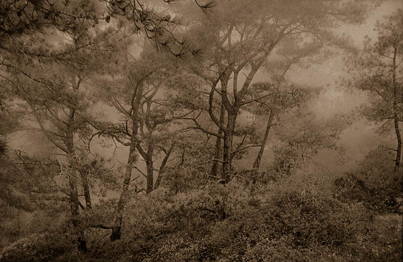 Hulden: "Pines And Fog"