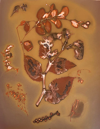 Grabski: "Richmondensis Begonia"