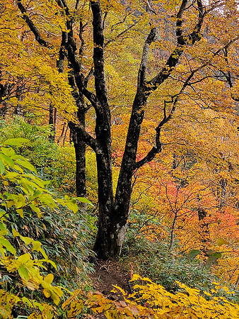 "Autumn Invitation"