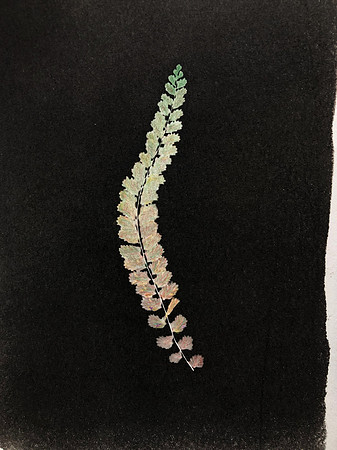 "Single Fern"