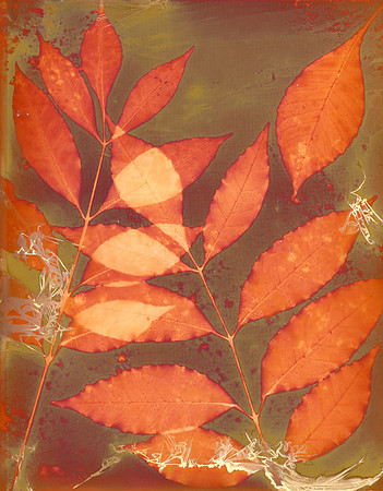 Luminous Flux_Wisteria_fixed_rgb