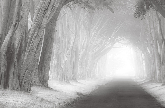 "Point Reyes Cypress - Fog"