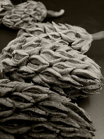 "Seed Pods"