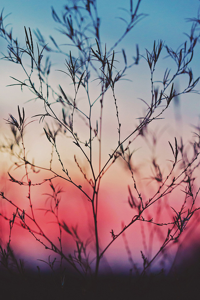 "Laurel Ridge at Dusk"