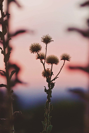 "Telegraph Weed at Dusk 1"