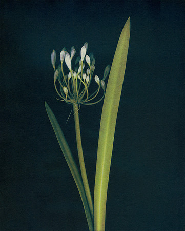 "Agapanthus"