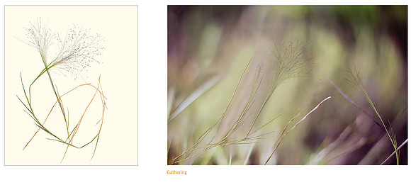 "Gathering"