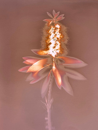 Grabski: "Bottlebrush"