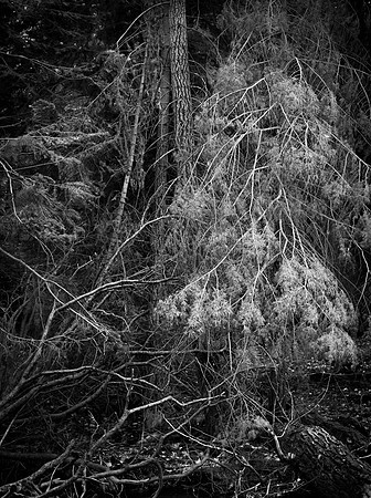 "Forest"