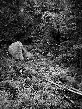 "Forest Floor"